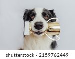 Small photo of Cute puppy dog border collie holding gold champion trophy cup in mouth isolated on white background. Winner champion funny dog. Victory first place of competition. Winning or success concept
