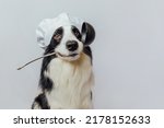 Small photo of Funny puppy dog border collie in chef cooking hat holding kitchen spoon ladle in mouth isolated on white background. Chef dog cooking dinner. Homemade food restaurant menu concept. Cooking process
