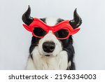 Small photo of Trick or Treat concept. Funny puppy dog border collie dressed in halloween silly Satan devil eyeglasses costume scary and spooky isolated on white background. Preparation for Halloween party