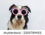 Small photo of Happy Birthday party concept. Funny cute puppy dog border collie wearing birthday silly eyeglasses isolated on white background. Pet dog on Birthday day