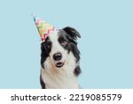 Happy Birthday party concept. Funny cute puppy dog border collie wearing birthday silly hat isolated on blue background. Pet dog on Birthday day. Preparation for party