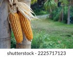Farm Produced Corn Is Produced...