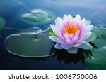 Beautiful Pink Waterlily Or...