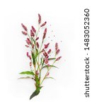 Small photo of Bouquet of Wild Pink Flowers isolated on White Canvas Background, Real Shadow. Annual Herb, Persicaria maculosa, Buckwheat. Floral Composition, Top View Image, Flat lay, Close up, Poster A3