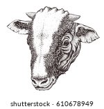 head of young bull in engraving ... | Shutterstock .eps vector #610678949