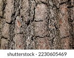 Longevity Pine Bark 200 Year...
