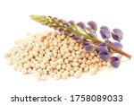 Flower And Seeds Of Lupine On A ...