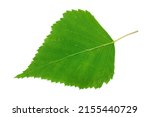 Green birch leaf isolated on white background, top view. One birch leaf isolated on white background, top view. Macro of green birch leaf isolated on white background, top view.