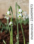 Small photo of Close up of galanthus Turncoat snowdrops in bloom