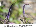 Small photo of Close up of pink Culvers root (veronicastrum virginicum) flowers in blom
