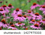 Purple Coneflower And Pink...