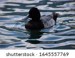 Ring Necked Duck Swimming In...