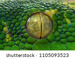 Green tree python eyes, Green tree python snake closeup eyes, Chondropython viridis snake closeup eyes