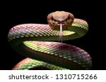 Manggrove Pit Viper Snake...