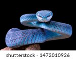 Blue viper snake closeup face ...