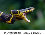 Boiga snake dendrophila yellow...