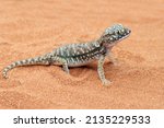 Sand Gecko Stenodactylus Petrii ...
