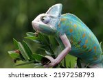 Small photo of Female Pied veiled chameleon Juvenile on branch, Pied veiled chameleon female closeup on branch, Pied veiled chameleon closeup on natural background