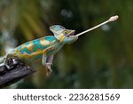 Small photo of High Pied veiled chameleon on wood, High Pied veiled chameleon closeup with natural background, animal closeup, High Pied veiled chameleon catches prey with its tongue