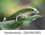 Small photo of Emerald tree skink on green leaves, reptile closeup