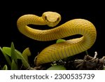 Small photo of The Yellow White-lipped Pit Viper (Trimeresurus insularis) closeup on branch with black background, Yellow White-lipped Pit Viper closeup