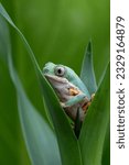 Phyllomedusa hypochondrialis climbing on green leaves, Northern orange-legged leaf frog or tiger-legged monkey frog closeup  