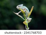 Small photo of Baby High Pied veiled chameleon on branch, Baby High Pied veiled chameleon closeup on green leaves, Baby High Pied veiled chameleon closeup on natural background