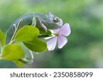 Small photo of Baby High Pied veiled chameleon on branch, Baby High Pied veiled chameleon closeup on green leaves, Baby High Pied veiled chameleon closeup on natural background