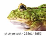 Small photo of Closeup head pacman frog on isolated background, green packman frog closeup
