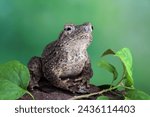 Phrynoidis aspera toad closeup...