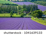 Lavender Fields In Kent...