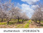 Blooming almond trees in the orchard. Israel