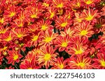 Red Yellow Flowers Of...