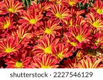 Red Yellow Flowers Of...