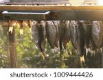 Small photo of fish roach, ramming is dried after pickling and soaking. Special box for protection against flies insects. Salted and soaked fish hung on metal hooks inmesh aerated box Dried jerky vobla ramming carp
