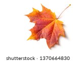 Autumn painting, Autumn maple leaves, Solitary leaf on white background, different colors. Yellow, red, burgundy, green, orange, Tree with wide, in most species, figured leaves.