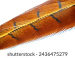 Small photo of Look at the elegance and grace of this pheasant feather! Its unearthly beauty reminds us of the countless wonders of the natural kingdom. Let this charming train inspire your imagination!
