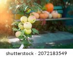Young Columnar Apple Tree With...