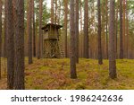 High seat for a hunter in a pine forest
