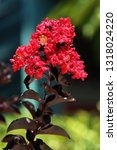 Small photo of Red crape myrtle flowers with its dark red foliage. (Lagerstroemia indica)