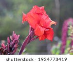 A Red Canna Lily Growing In A...