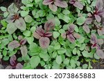 young leaves of red and green... | Shutterstock . vector #2073865883