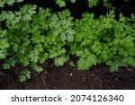 delicate leaves of parsley... | Shutterstock . vector #2074126340