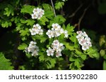 Close Up Of White Blossoms Of A ...