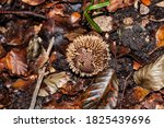 A Spiny Puffball Mushroom With...