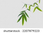 Green bamboo leaves on isolated white background. leaf object clipping path.