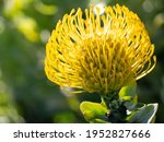 Yellow Protea Blossom Close Up...