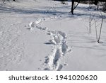 Winding footprints of hikers in the deep snow between the trees