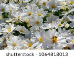 White Flowers  Cosmos...