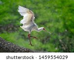 White African Spoonbill ...